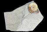 Ammonite (Promicroceras) Fossil - Lyme Regis #103020-1